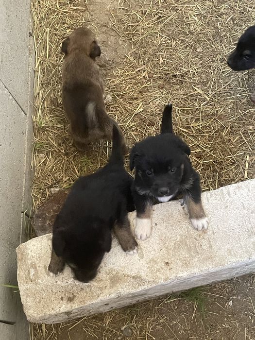 Catelusi pentru adoptie
