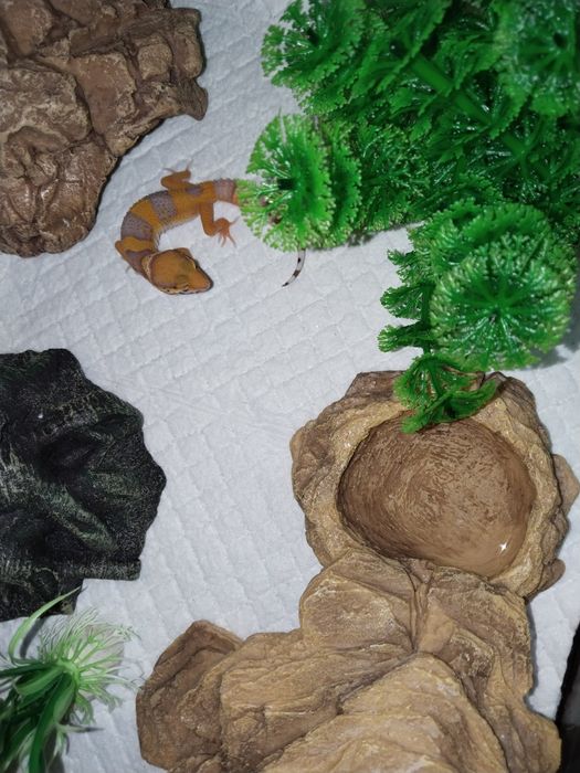 Продается эублефар