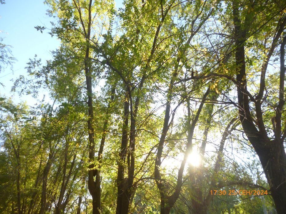 Panasonic Lumix DMC-S1