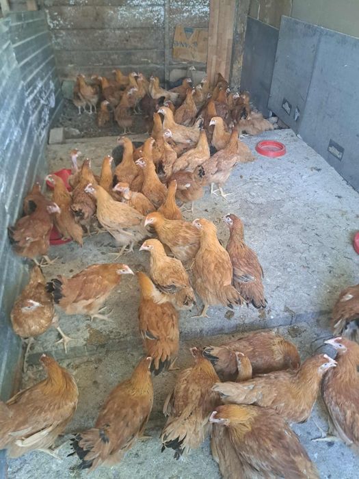 Vând pui rasă mixta