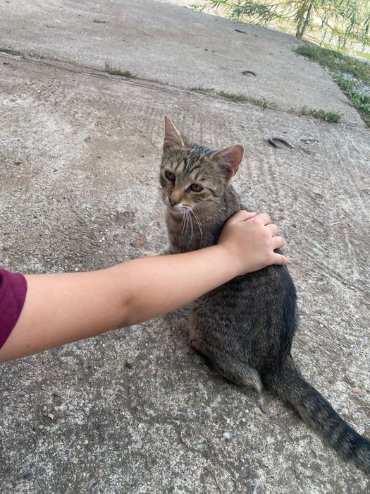 donez pui de pisica de 3 luni