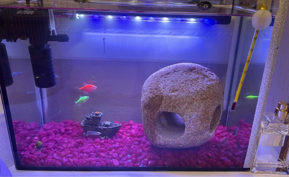 Аквариумные рыбаа