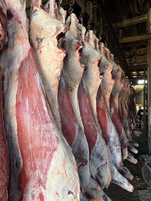 Мясо Говядины ОПТОМ ТУШАМИ.