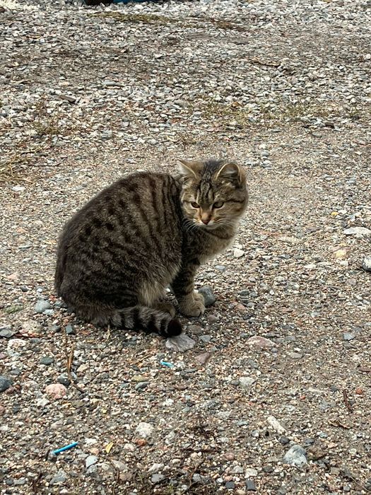 Отдаем кота бесплатно