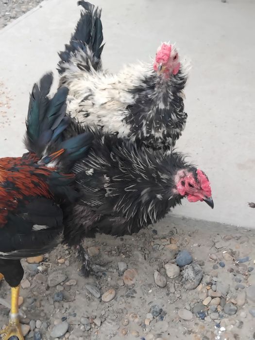 xuruschalar sotiladi