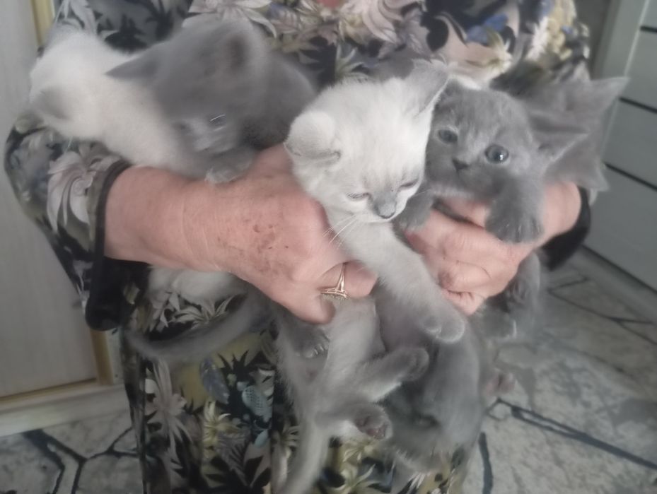 Кошечки породистые