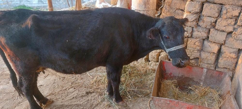 Bo‘goz sigir sotiladi