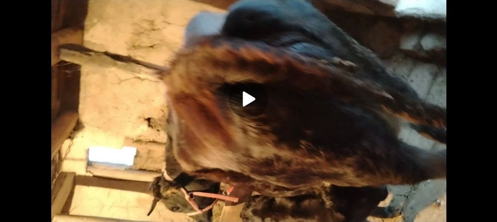 sigir 1 qorin sotiladi