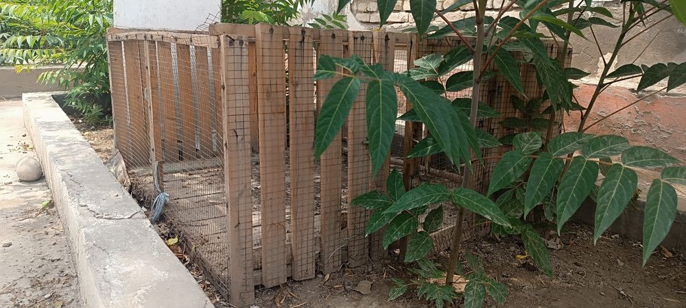 Катак, клетка сотилади