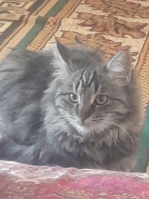 кошка молодая красивая