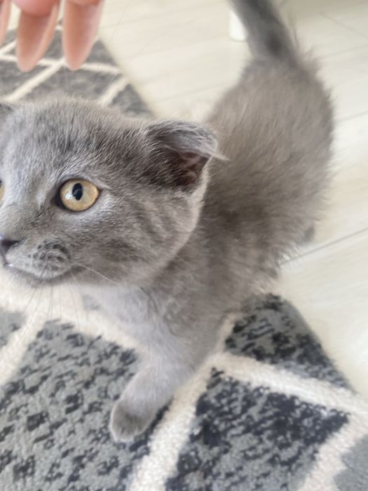 Котенок шотландский