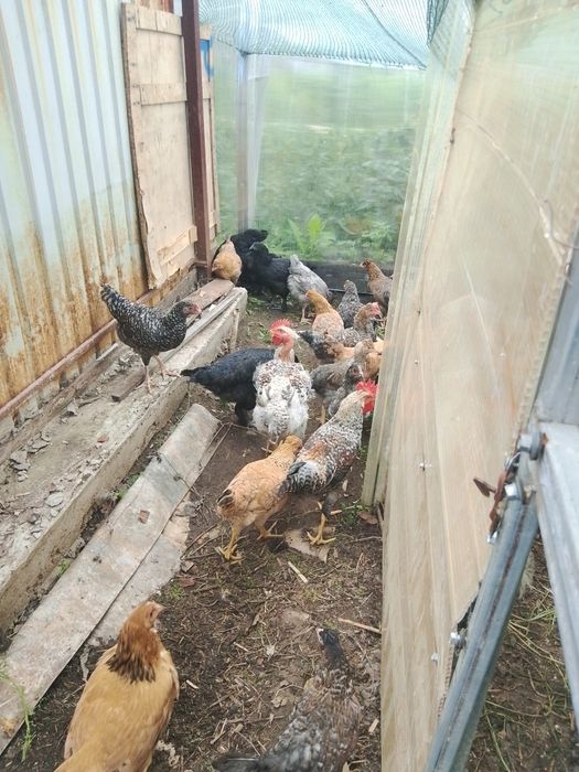 Продам продам Петушков