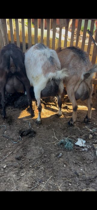 Capre de rasa grozave de lapte