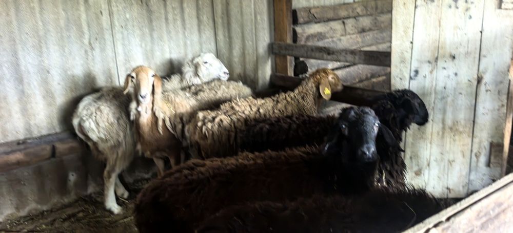 Семіз тоқты қойлар