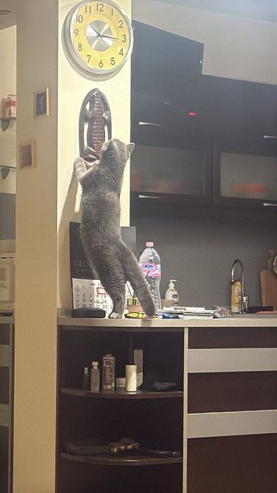Британска котка.
