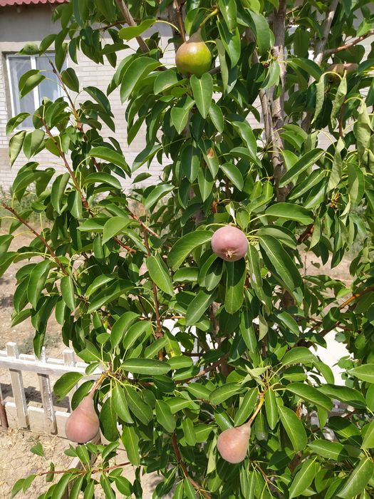 Продам дом мкр. Балауса