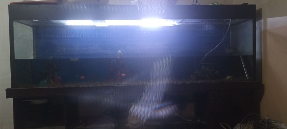 Akvarum sirochna sotiladi