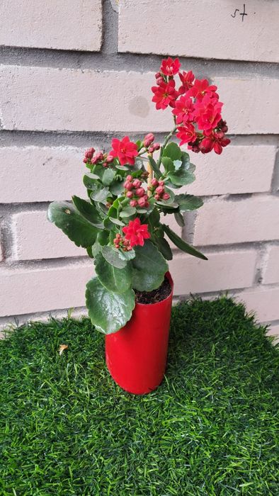Цветы комнатные разные