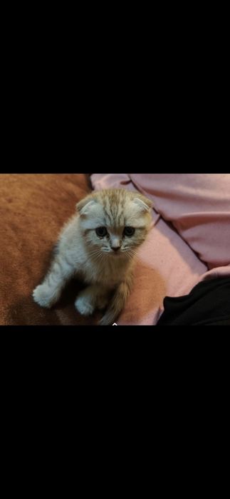 Продам вислоухого котёнка девочка
