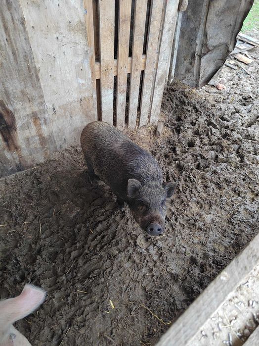 Продавам Виетнамско прасе.