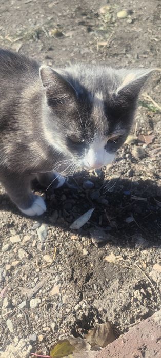 Продам котят ухоженные,