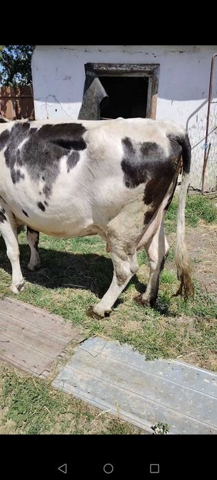 Vând vaca gestanta în 7 luni jumate