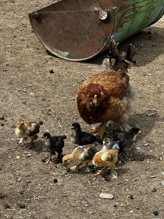 Продам цыплят брама