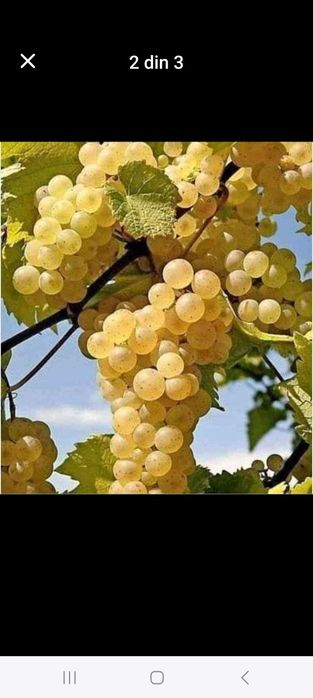 Struguri de vin direct din vie din Vrancea