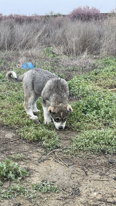 Алабай (ұрғашы) күшік сатылады