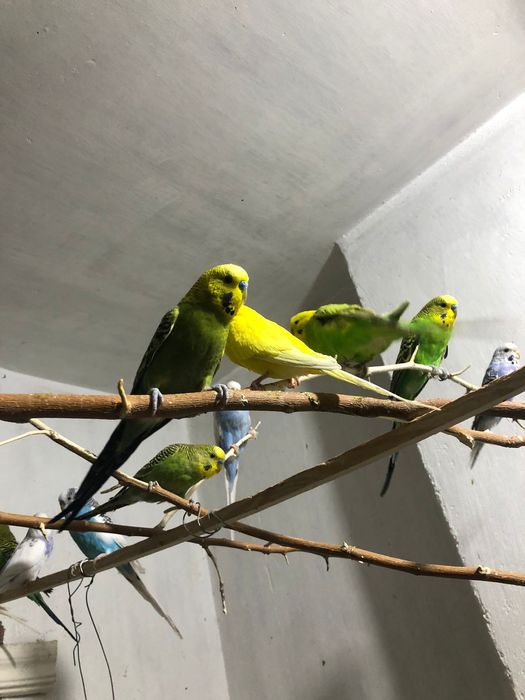 Взрослые рабочие чехи