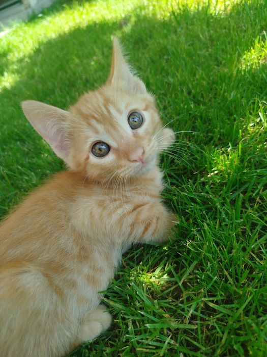 Отдам кошку даром