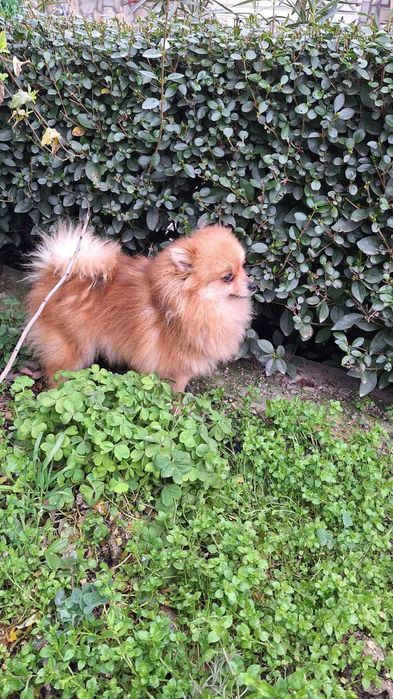 Померан  на 2 години