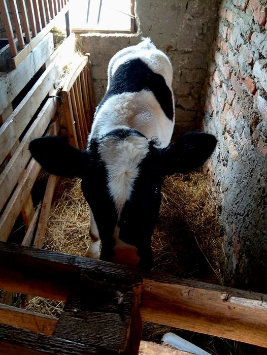 Vând vitea tânără