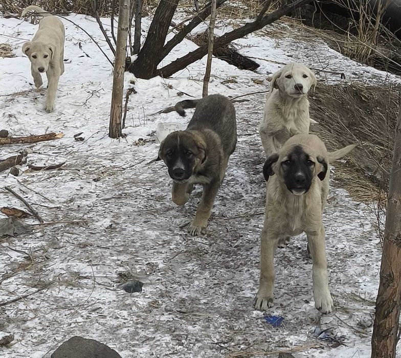 Щенки ищут свои семьи,смесь тазы и дворняги