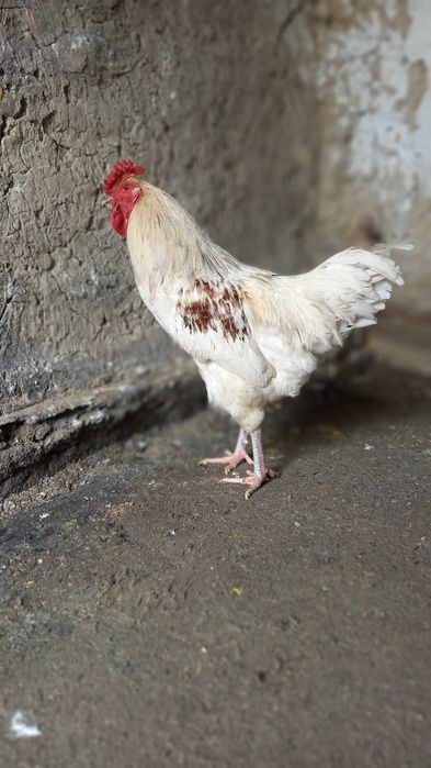 Қораздар сатылады шөже.