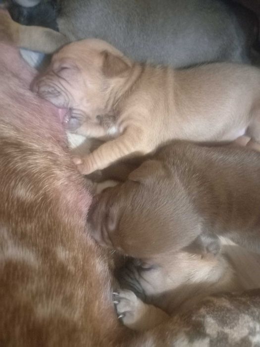 Отдам шарпейчиков бесплатно