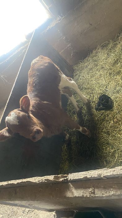 Продам теленка 10дней