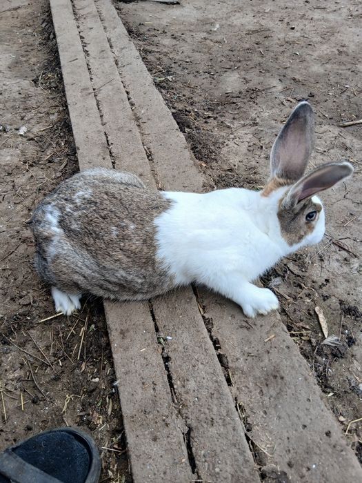 De vânzare hycole francez
