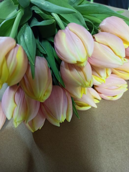 Тюльпаны оптом и в розницу