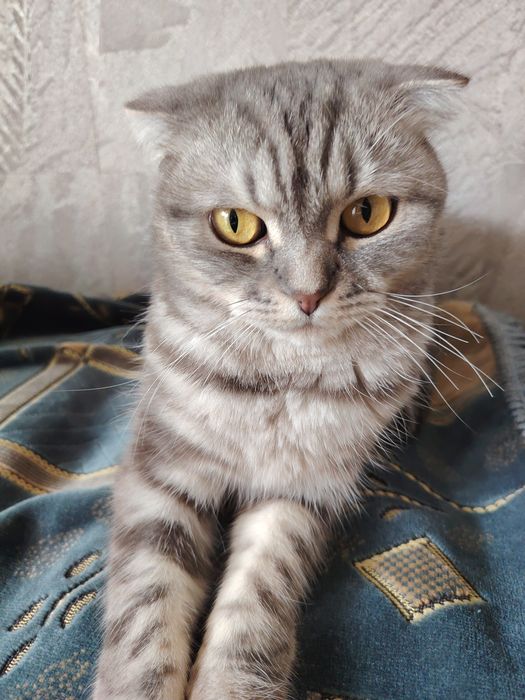 Продаётся кошка по кличке бэтти
