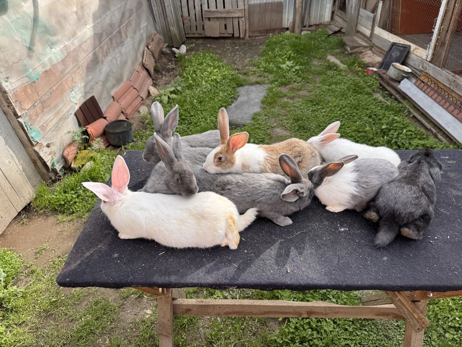 Iepuri hycole francez