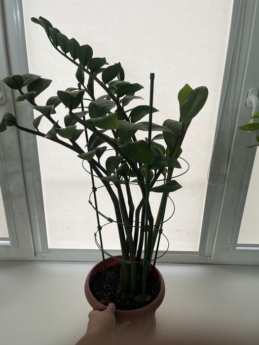 Комнатные растения сатылады