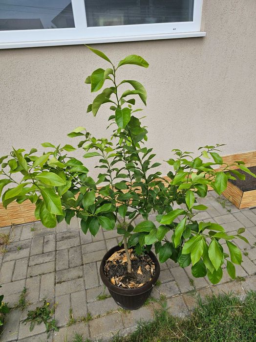 Lamai altoit 1.4 metri