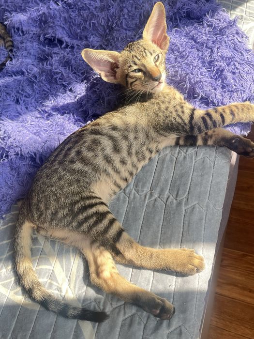 Ориентальный котенок