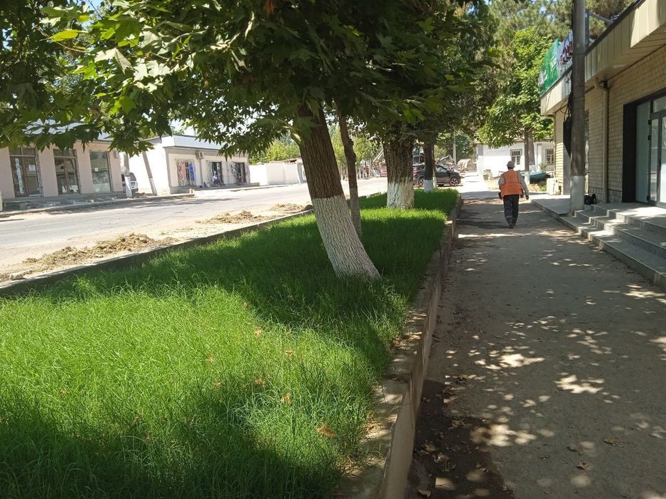 Tabbiy chim bor,