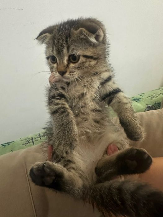 Отдам котенка Пух
