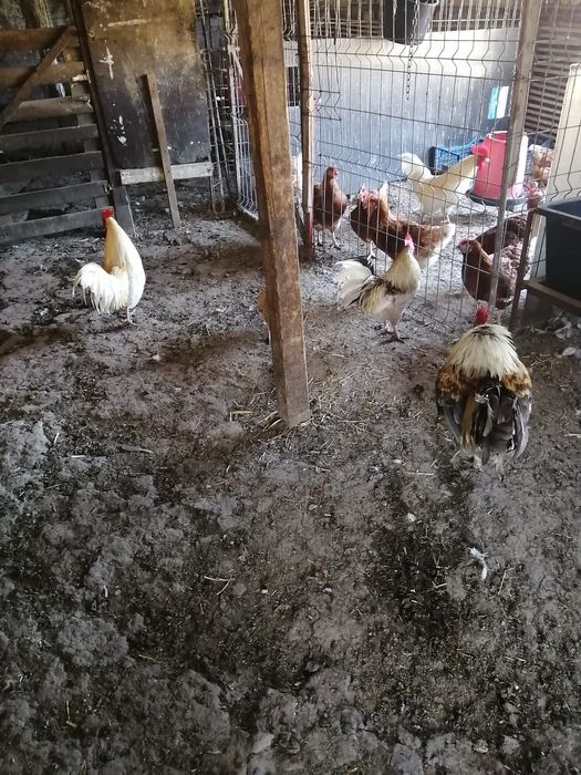 Cocoșei pitici 5 buc