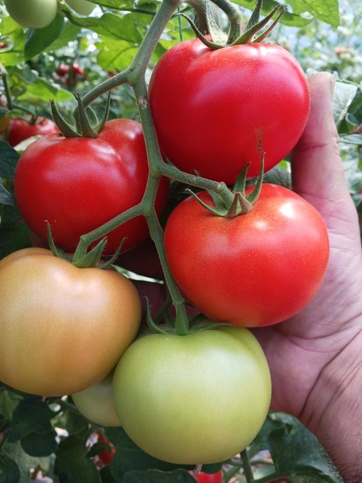 Vând rosii și castraveti