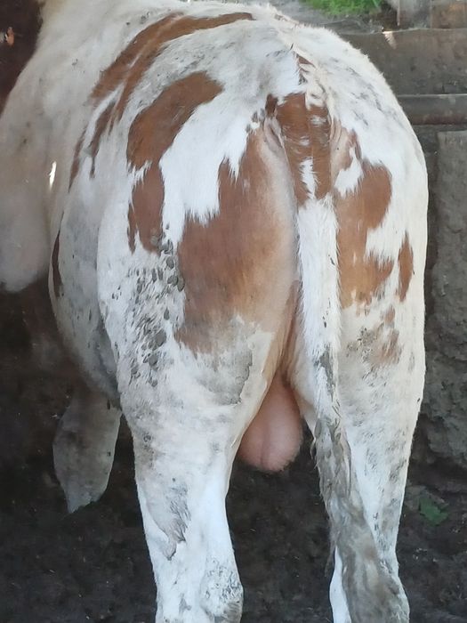 Продам бычков чистокровные сементалы