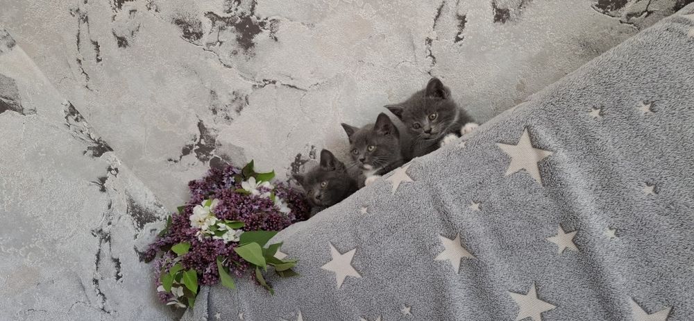 Британские короткошерстные котята